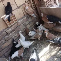 کبوتر نر و ماده