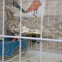 کبوتر نرماده سار شکلاتی