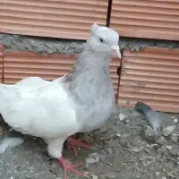 کله الماسی نر