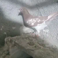 دو تاجوجه هیچ پر یک ماده درجه یک خارجی