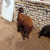 میش بره دار