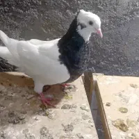 کفتر طوقی سرکه ای نر|پرنده|شوشتر, |دیوار