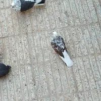 کبوتر