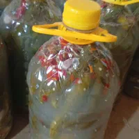 خیارشور ارگانیک درجه 1