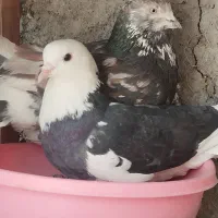 کبوتر ساعتی