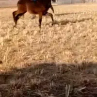 کره نریون دمگیر