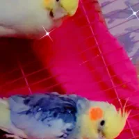 جفت عروس هلندی بالغ دارن لونه گرم میکنن
