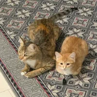 واگذاری گربه