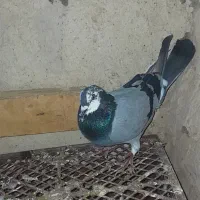 کبوتر|پرنده|اردبیل, |دیوار