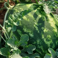 هندوانه درجه یک|خدمات باغبانی و درختکاری|باغ ملک, |دیوار