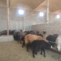 سلام 56راس میشو بره درجه یک سیا سام