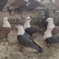 کفتر سرسفید یا کلاغ یهودی وشامی کاشمر خلیل اباد