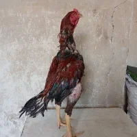 خروس لاری