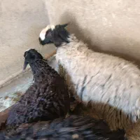 قوچ شال اصیل اصلاح نژادی