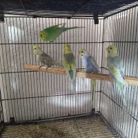 مرغ عشق رینبو خط خونی بالا اورجینال