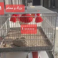 قفس سهره.طرقه.قناری