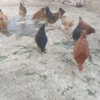 مرغ محلی فروشی