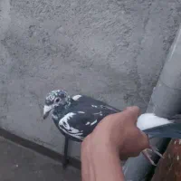 کبوتر شهرستانی