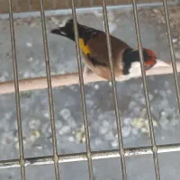 سره مست