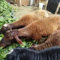 بره نر و ماده برای قربونی
