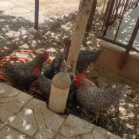 سلام 5عدد خروس امروک 5ماهه ...