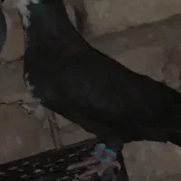 ریش