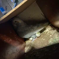 مرغ عشق انگلیسی کرید a رو تخم