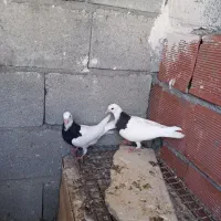 جوجه کلفه تازه دون خور