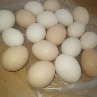تخم مرغ محلی درجه یک