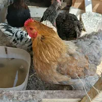 چهار عدد مرغ تخم گذار  نژاد دار برهماو....