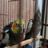 یک جفت عروس هلندی مولد بدون قفس