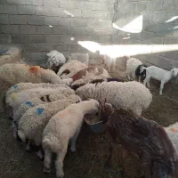 گوسفند