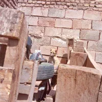 فروش|سگ|مهدی شهر, |دیوار