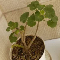 شمعدانی روسی ویاس