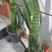 فروش گیاه سانسوریا