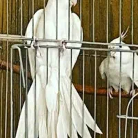 عروس هلندی البینو نروماده جوان