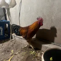 خروس فروشی