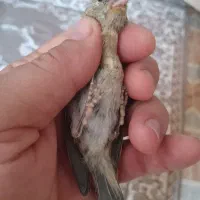 جوجه سهره قناری نیم دم شاهتخم تخم مرغ خور