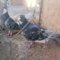 جفت بدرنگ پلنگ
