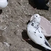 کفتر طوقی