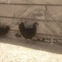 ۵ عدد مرغ بلک استار و محلی تخم گذار