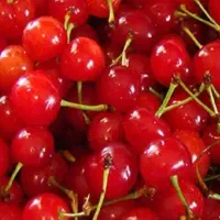 خرید وفروش گیلاس البالو وزردالو الوچه