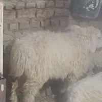 قوچ جوان