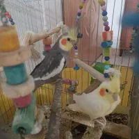یک جفت عروس هلندی