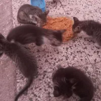 واگذاری چند گربه خانگی