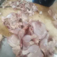 غذایی برای سگ گربه