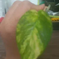 گل و گیاه طبیعی