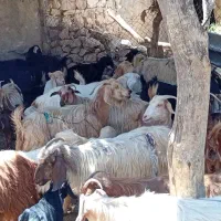 بز کهره