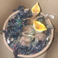 جوجه مرغ مینا پاکستانی
