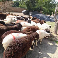 گوسفند زیر شهرداری منطقه ۵شایری وکوهی زنده کم چربی